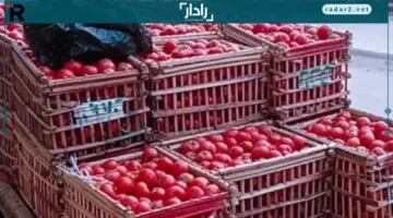 أسعار الطماطم والخضروات في أسواق الدقهلية الجمعة 24 أكتوبر